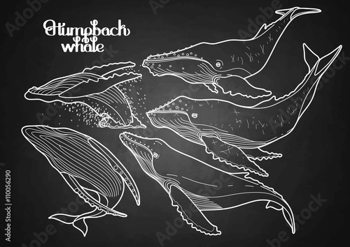 Graphic humpback whales