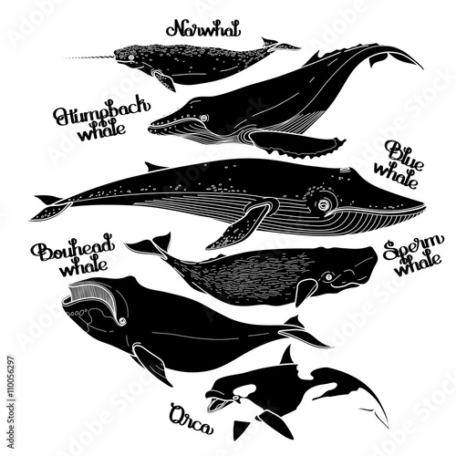 Collection of graphic whales