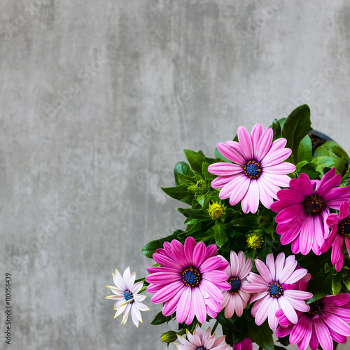 Fototapeta Naklejka Na Ścianę i Meble -  Marguerite Daisy on concrete background