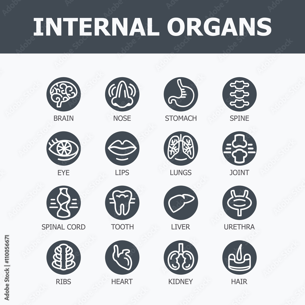 Internal organs set Internal organs set