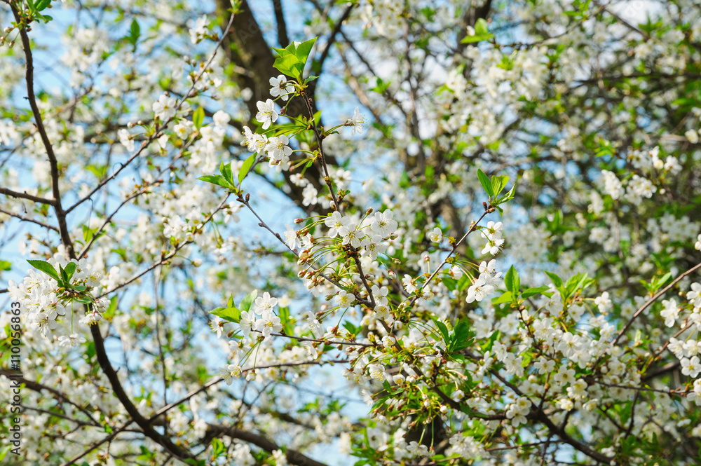 white cherry tree blossom in a garden