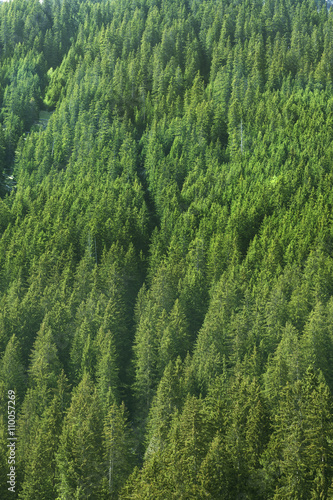 coniferous forest background