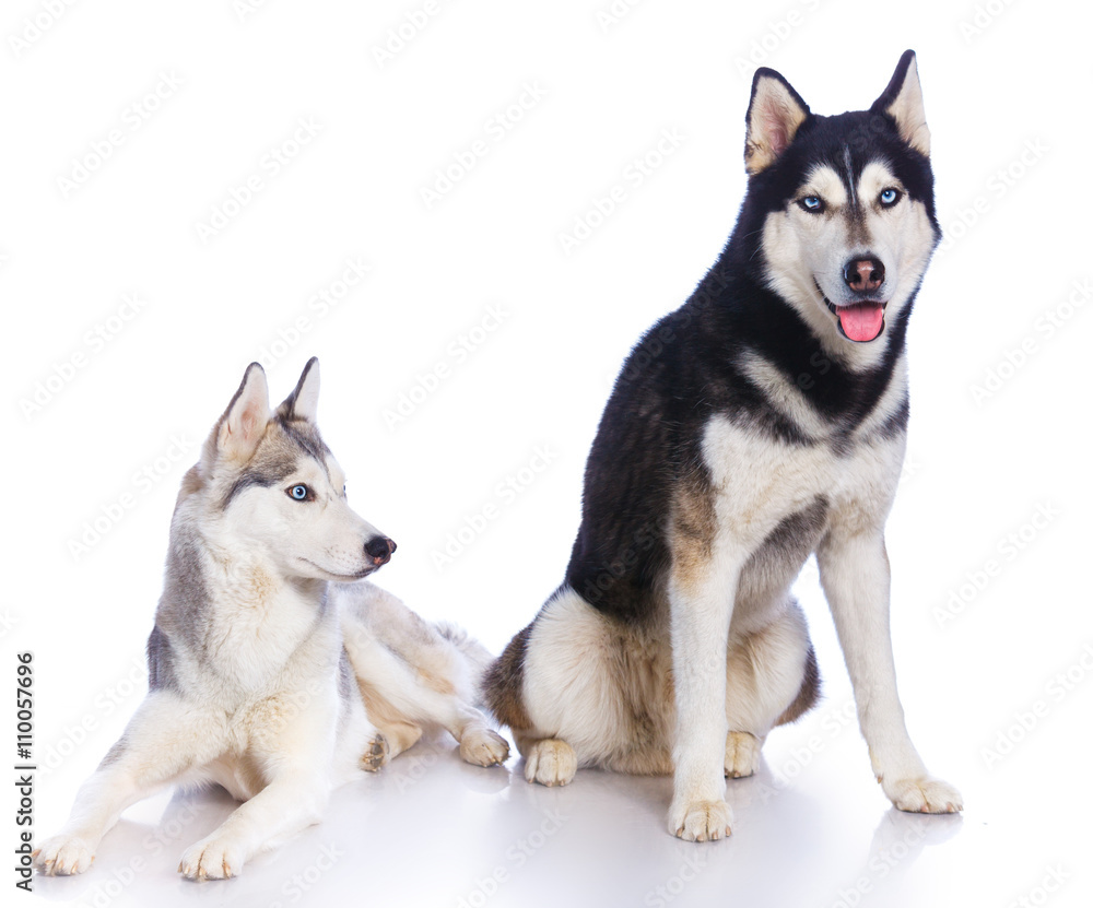 Siberian husky in studio