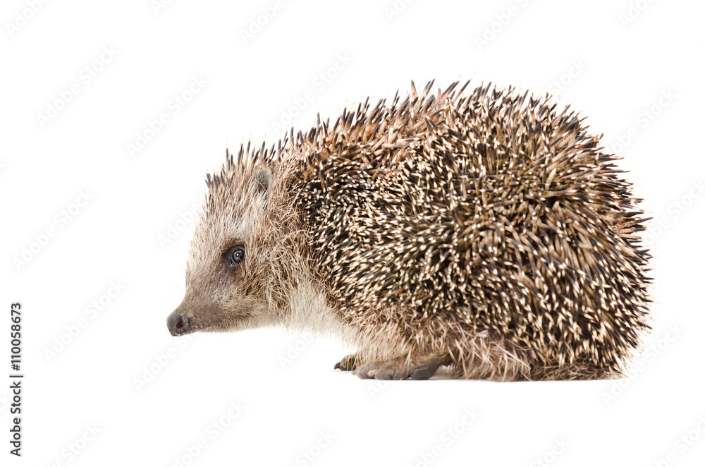 Obraz premium Hedgehog, side view