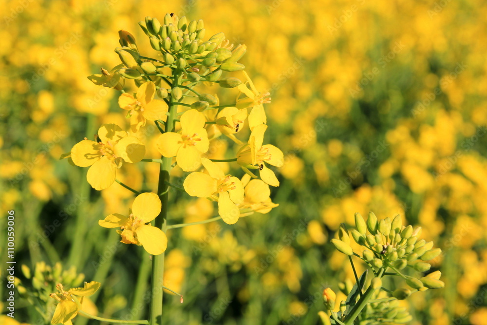 yellow rapeseed flower field yellow rapeseed flower field