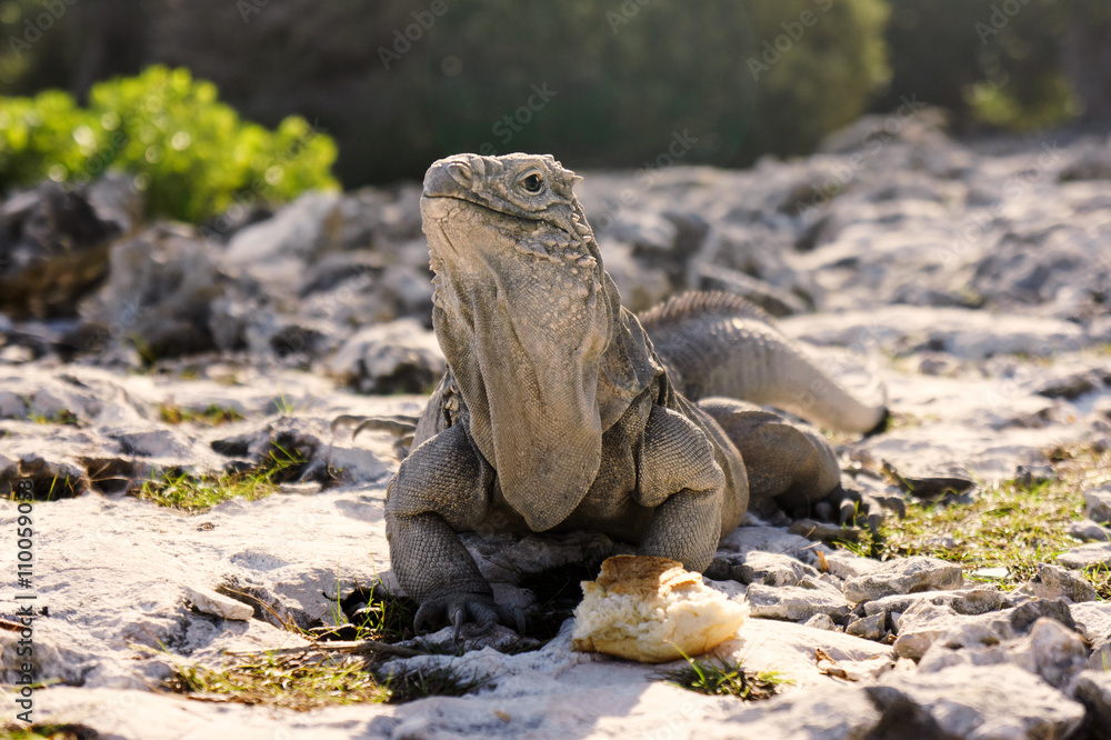Island of iguanas living in wildlife. Cayo Largo island in Cuba, caribbean sea. Island of iguanas living in wildlife. Cayo Largo island in Cuba, caribbean sea.