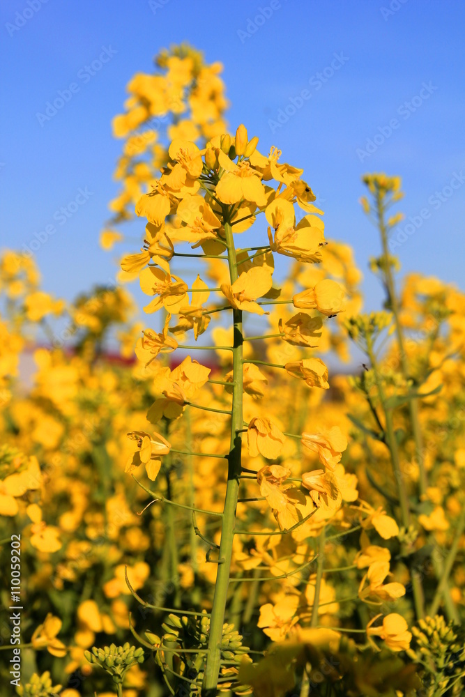rapeseed field rapeseed field