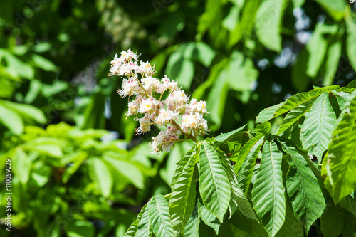 Flowers of chestnut against leaves
