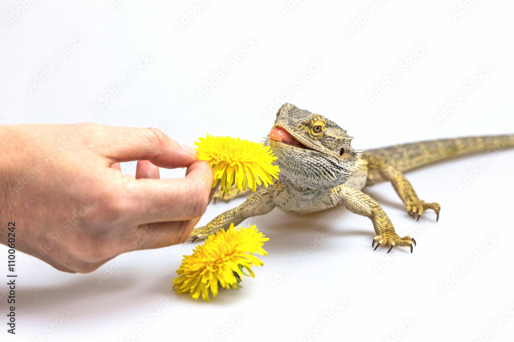 Fototapeta premium Agama lizard is feeding by a yellow flower dandelions. Agama fires tongue toward a dandelion.. Everything is on a light background.
