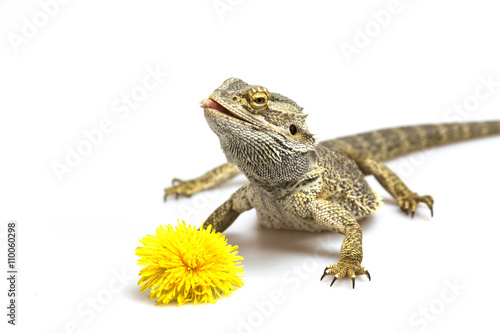 Agama lizard is standing on the light background. The yellow blossom of dandelion is lying in front of her. Agama has head held high and slightly tongue out. Everything is on a light background.