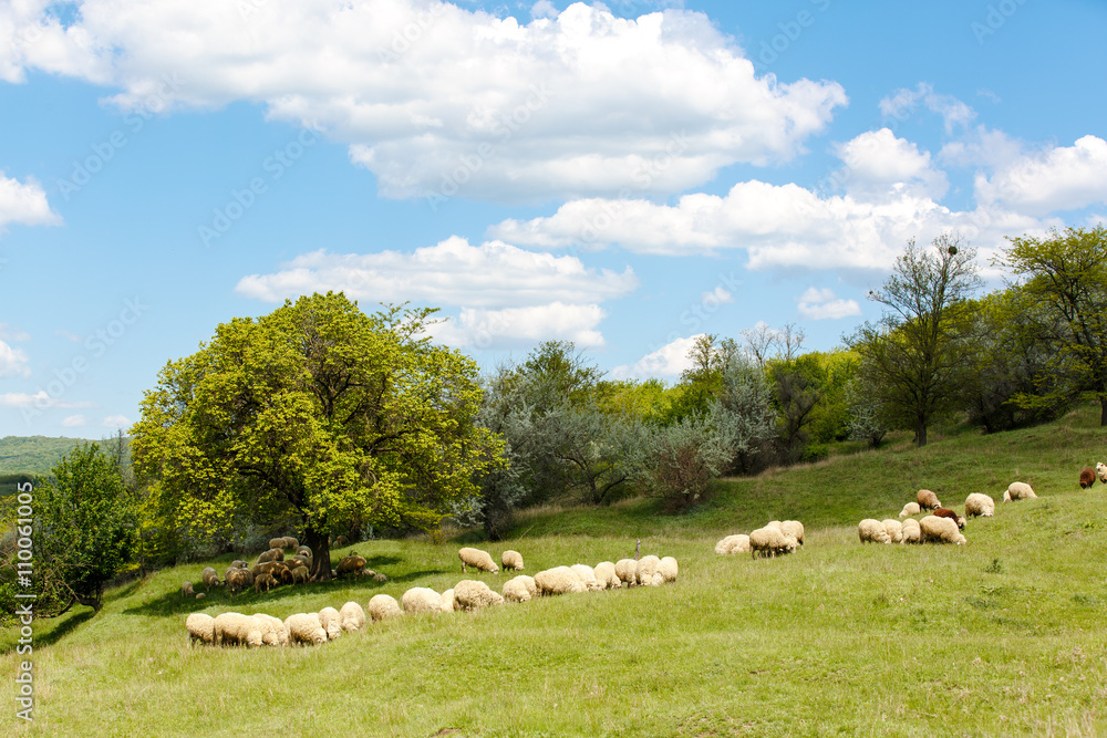 Fototapeta premium Fresh green grass on sunny field, blue sky with light white clouds