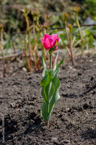 Tulips are spring-blooming perennials that grow from bulbs
