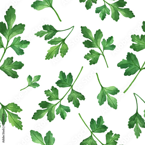 Watercolor seamless pattern hand drawn herb parsley .