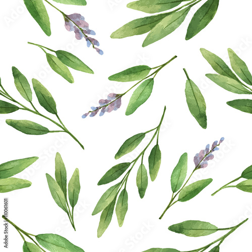 Watercolor vector seamless pattern hand drawn herb sage . photo