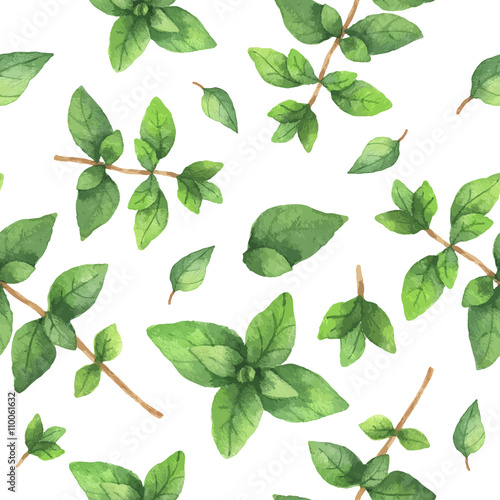 Watercolor vector seamless pattern hand drawn herb oregano .
