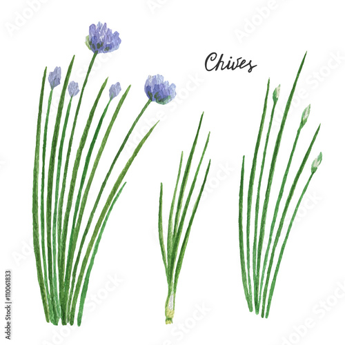 Watercolor branches and leaves of chives. 