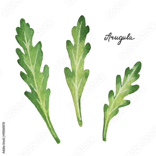 Watercolor branches and leaves of arugula. 