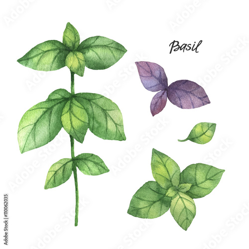Watercolor branches and leaves of basil. 