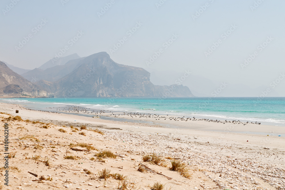 in oman coastline of salalah the mountain and sea seagull full