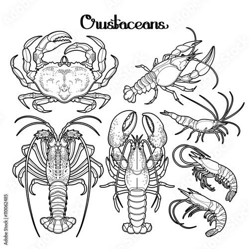 Graphic crustaceans collection