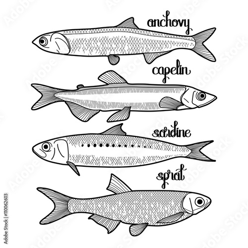 Graphic small fish collection