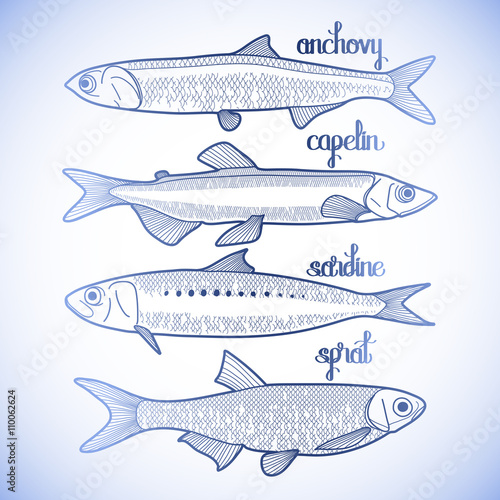 Graphic small fish collection