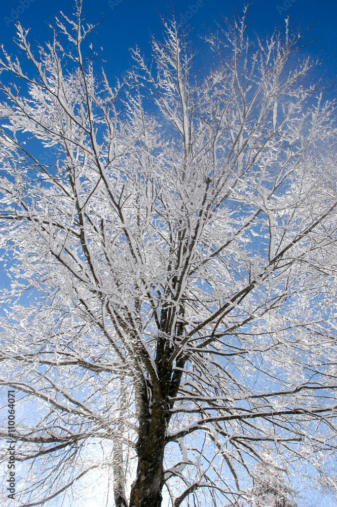 Group of palmtrees with snow on it