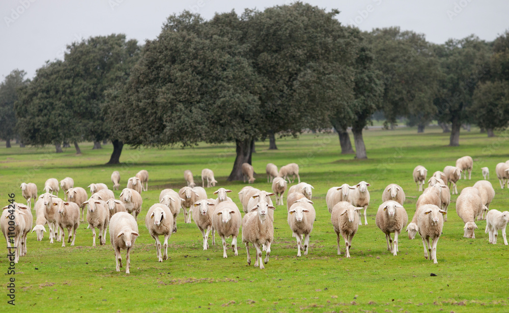 Obraz premium Sheep grazing on a green meadow