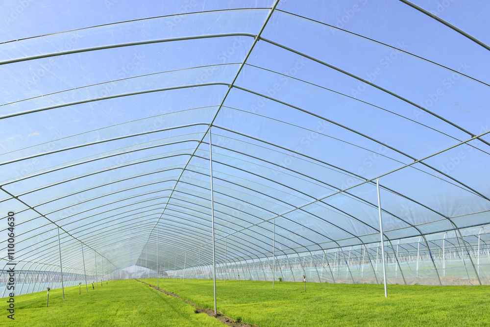 Fototapeta premium The cultivation of rice seedlings plastic greenhouses
