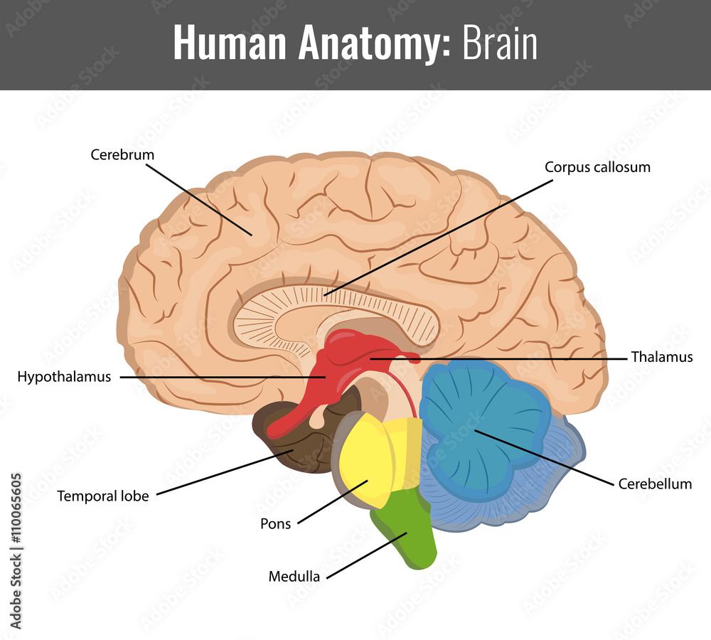 Human Brain detailed anatomy. Vector Medical Stock Vector | Adobe Stock