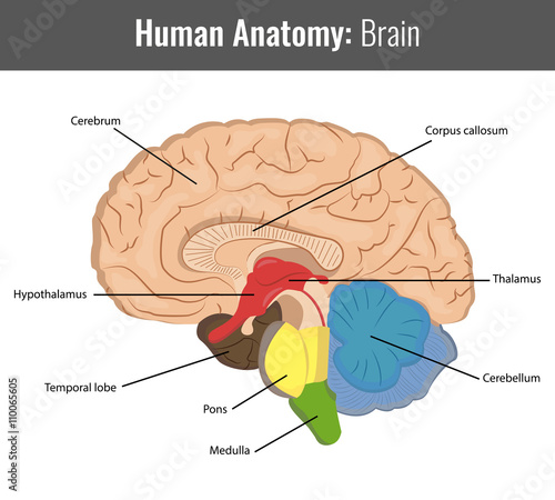 Human Brain detailed anatomy. Vector Medical