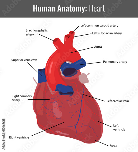 Human Heart detailed anatomy. Vector Medical