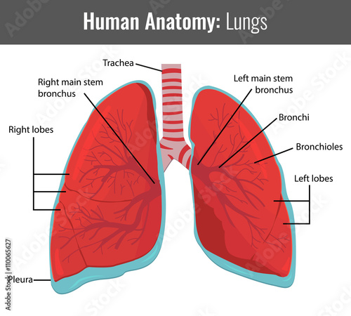 Human Lungs detailed anatomy. Vector Medical