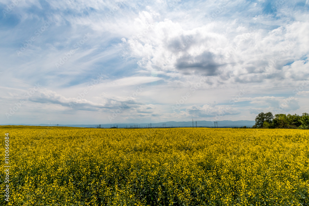 landscape of rapeseed field and cloudy blue sky