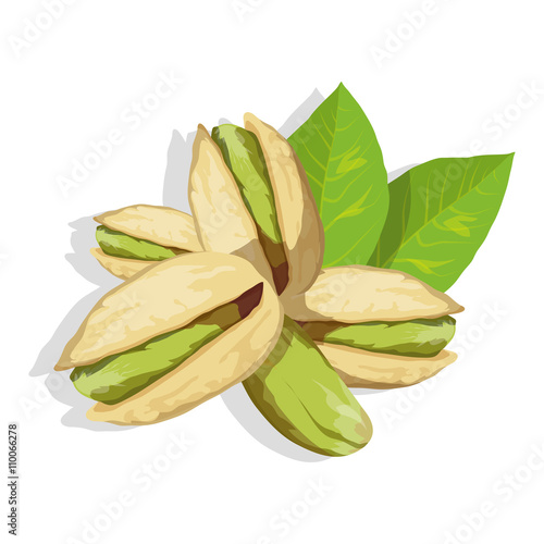 Pistachio with leaves. Vector illustration.