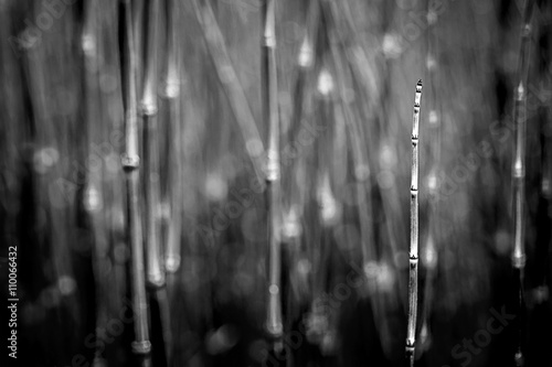 Abstrct bamboo background, shallow deep of field