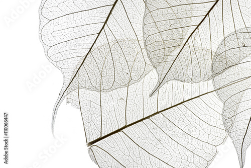 a leaf texture close up © Vera Kuttelvaserova