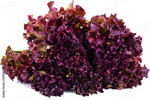 Red Lettuce Isolated on White Background