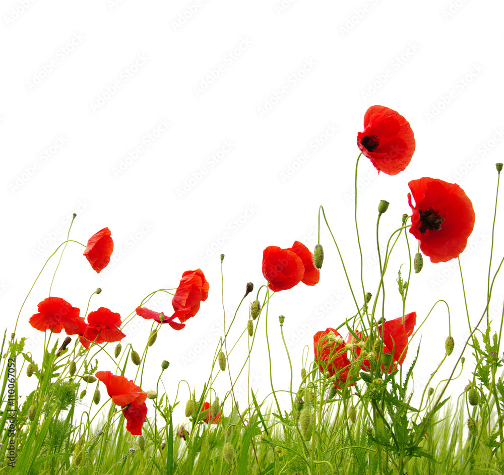 Obraz premium czerwone maki na białym tle