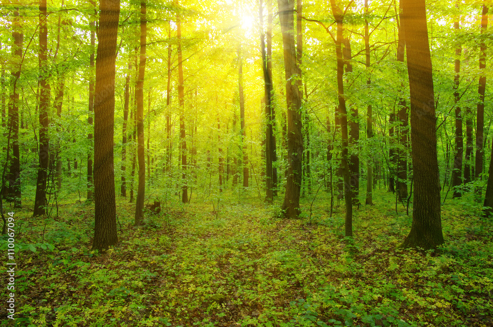 Forest and sun Forest and sun