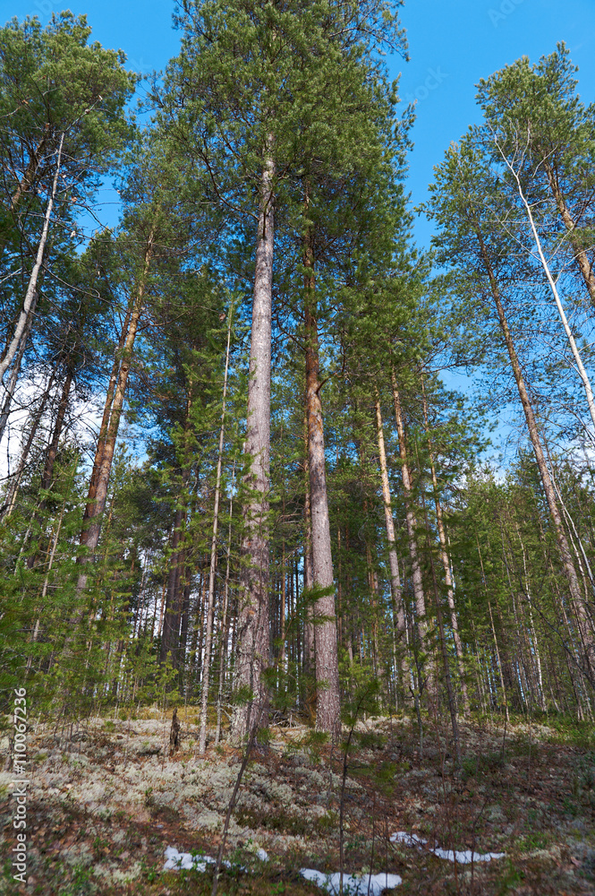 Obraz premium landscape in the spring forest.