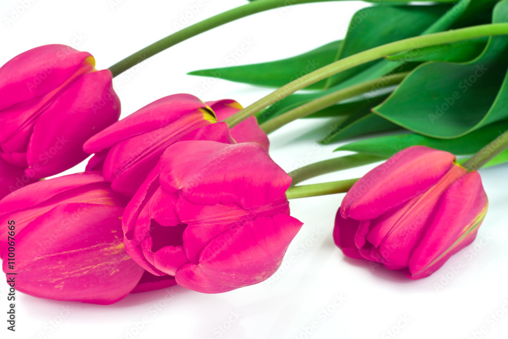 Beautiful Spring Flowers Tulips on White Background Beautiful Spring Flowers Tulips on White Background