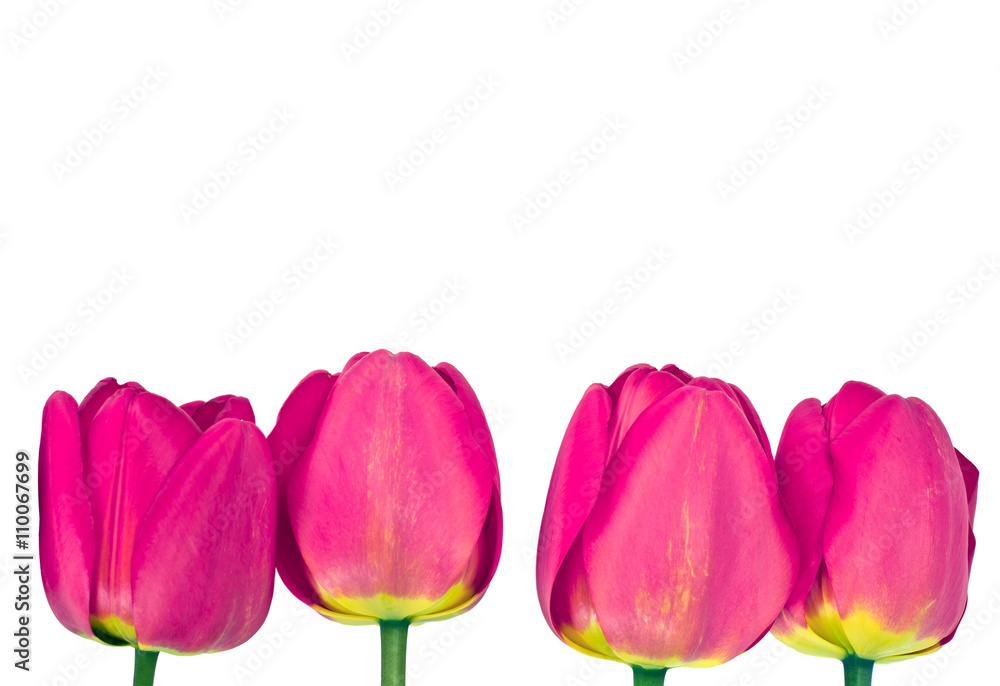 Beautiful Spring Flowers Tulips on White Background