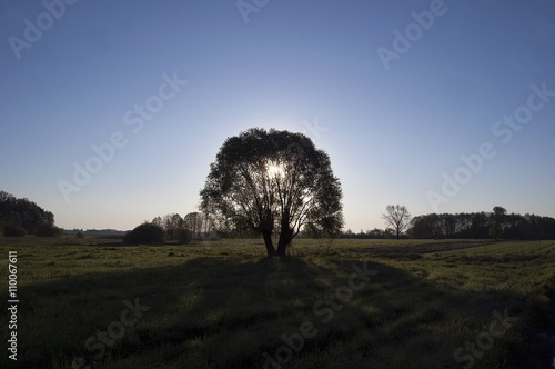 Sun rising behind a tree in the meadow