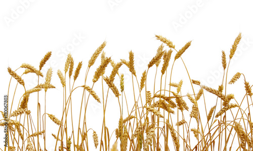 wheat isolated on a white