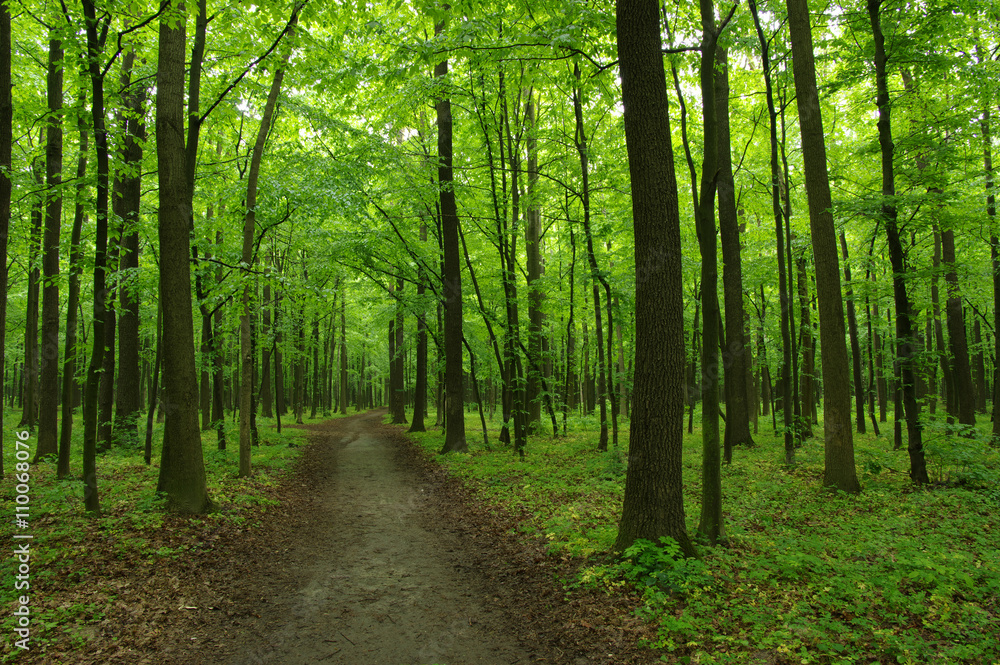 green forest