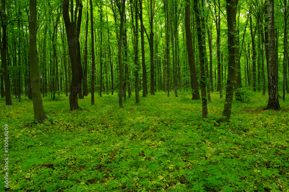 beautiful green forest beautiful green forest