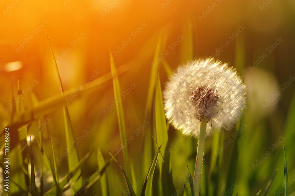 Fototapeta premium dandelions in the sun