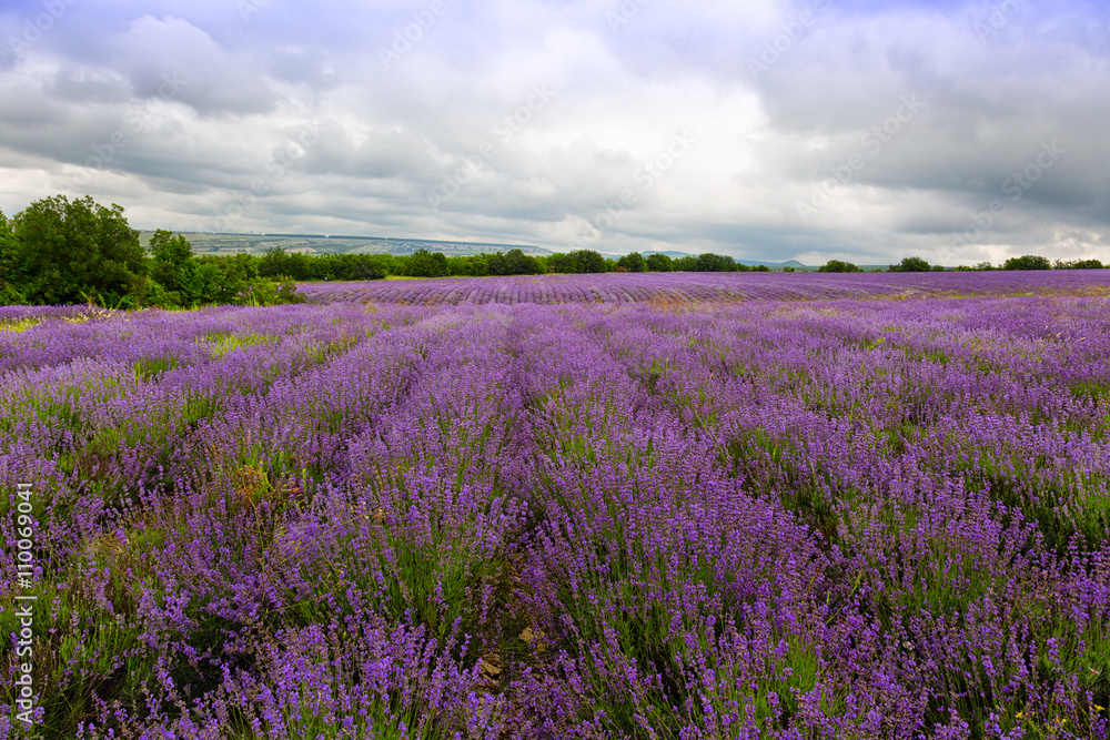 Big field of blooming lavender on a summer day