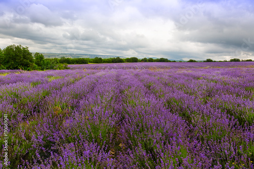 Big field of blooming lavender on a summer day © Shchipkova Elena